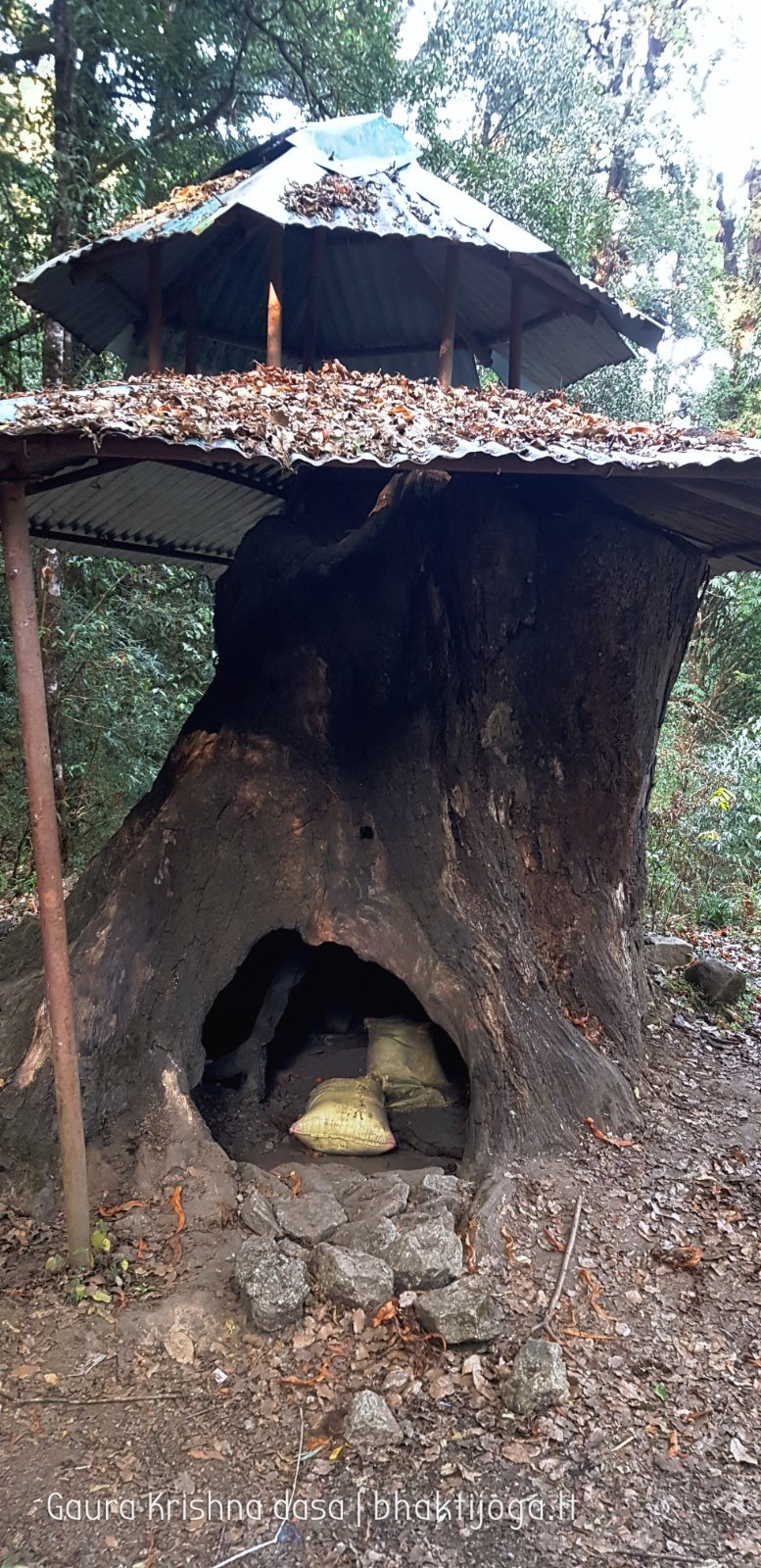  Trees. Shivapuri mountain. Kathmandu. 2019.01.15